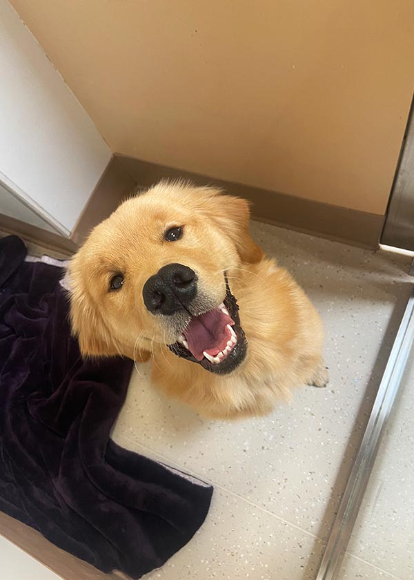 Dog sitting on the floor and looking up