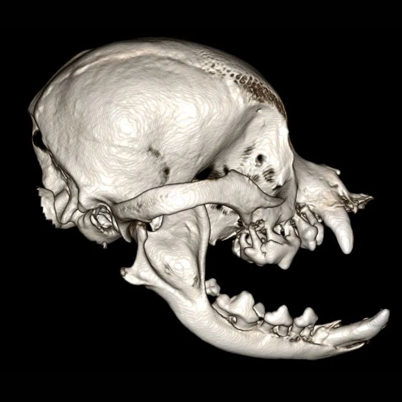 A pet skull featuring prominent teeth and a wide-open mouth