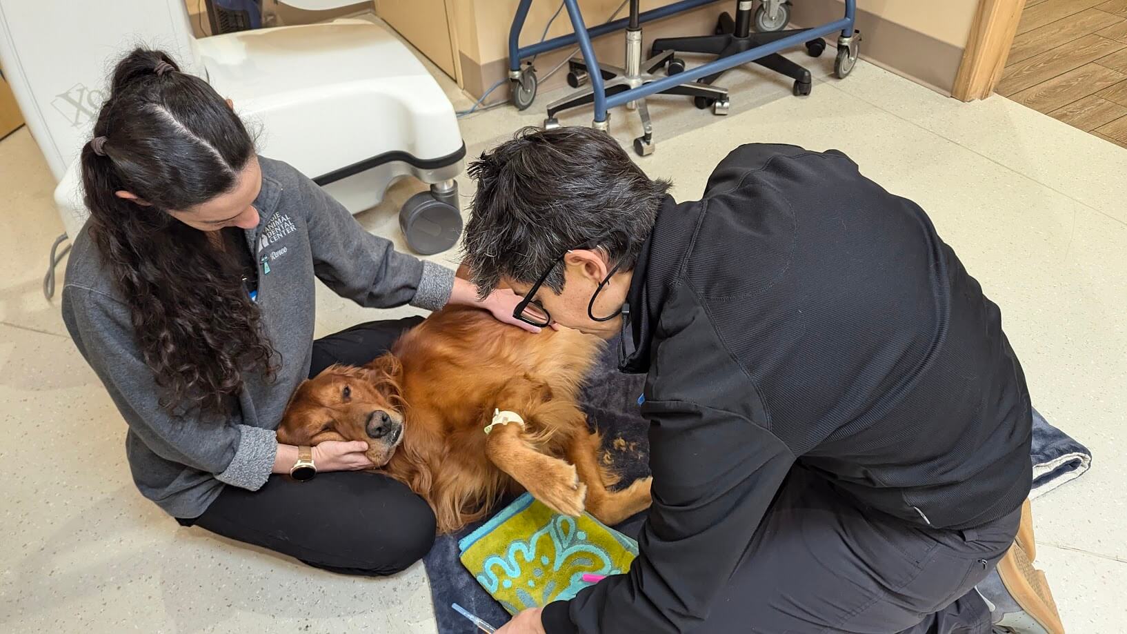 Two vet staff examining a dog resting on a staff member's lap