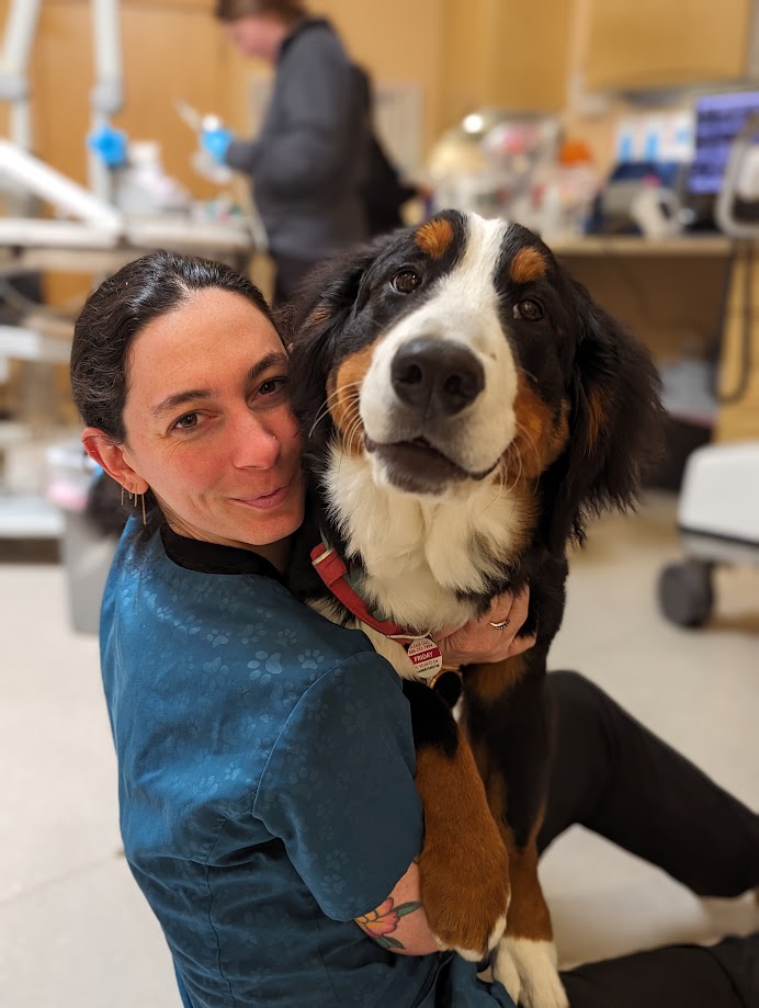 A vet staff holding a happy large dog