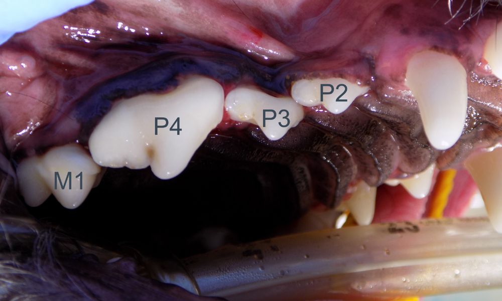 a close up of a dog's mouth with dental instruments