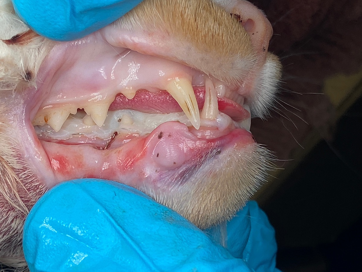 A closeup of a dog's teeth