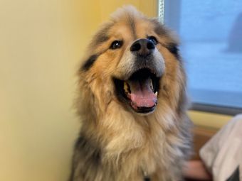 a dog sitting next to a window with its mouth open