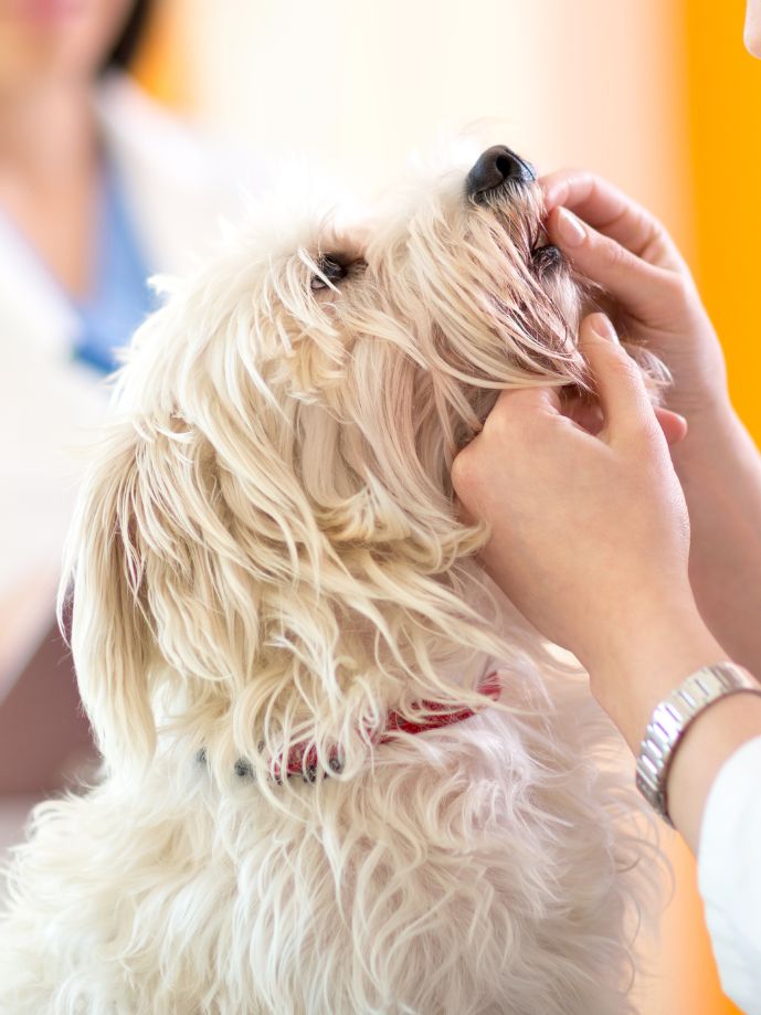 vet examining the teeth of a dog